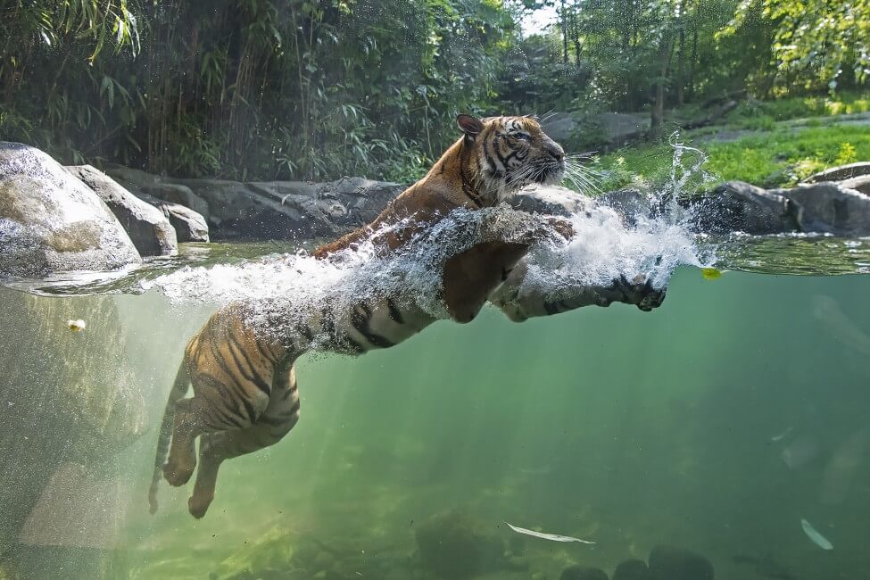 'Nadia', Seekor Harimau Malaya Disahkan Positif COVID-19 Di Zoo New York