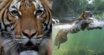 'Nadia', Seekor Harimau Malaya Disahkan Positif COVID-19 Di Zoo New York