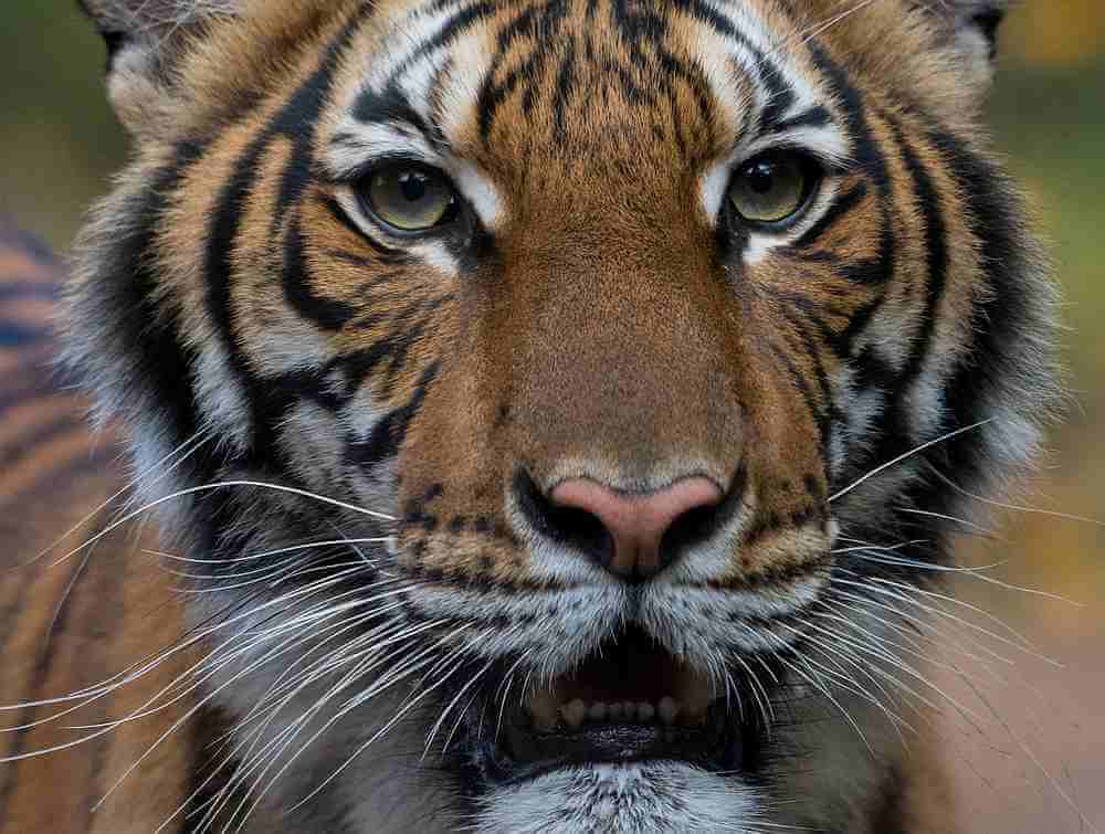 'Nadia', Seekor Harimau Malaya Disahkan Positif COVID-19 Di Zoo New York