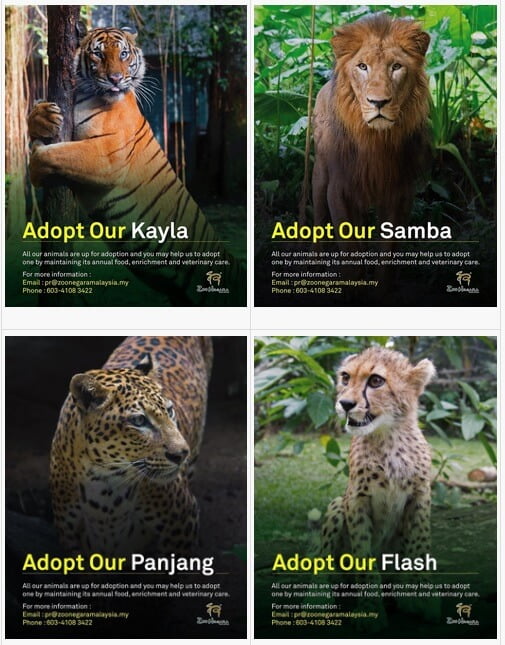 Anda Boleh Jadi Ibu Bapa Haiwan Di Zoo Negara Menerusi Kempen 'Haiwan Angkat'