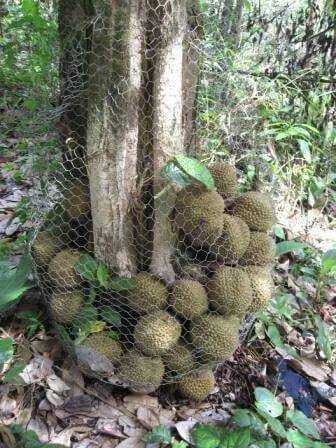 Keunikannya Digemari Ramai, Kenali 4 Jenis Durian Hutan Di Borneo