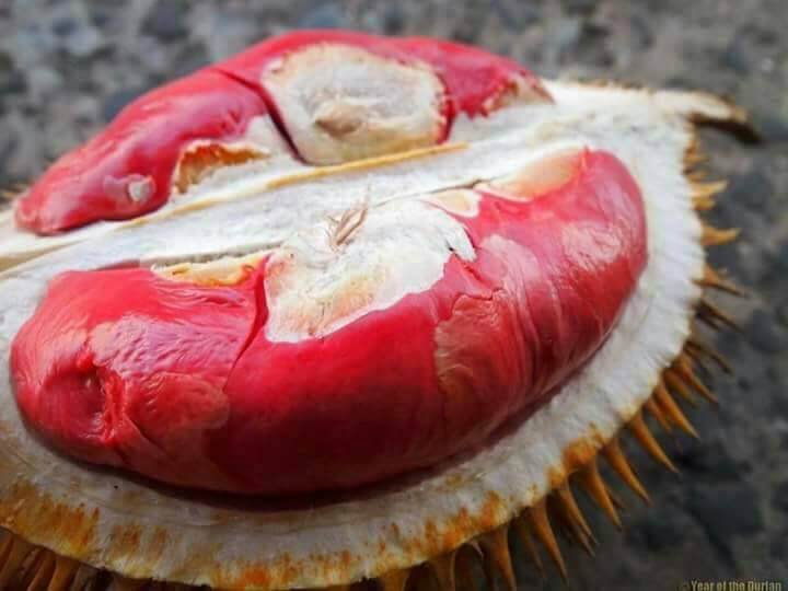 Kenali 4 Jenis Durian Hutan Di Borneo Yang Pasti Menggamit Selera Anda
