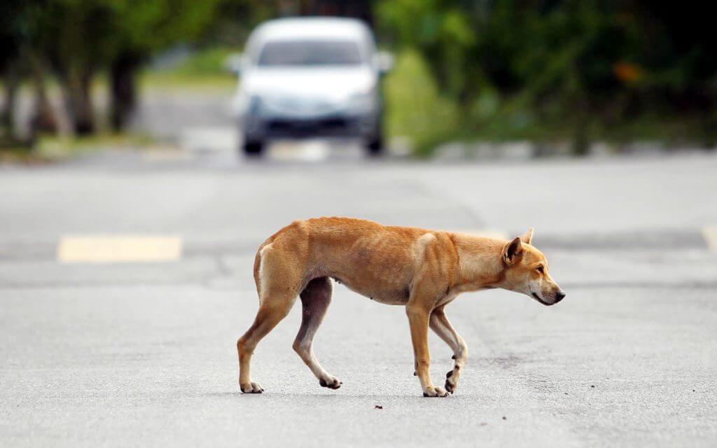 Rabies Kembali Lagi, Anjing Yang Gigit Budak Lelaki Disahkan Positif