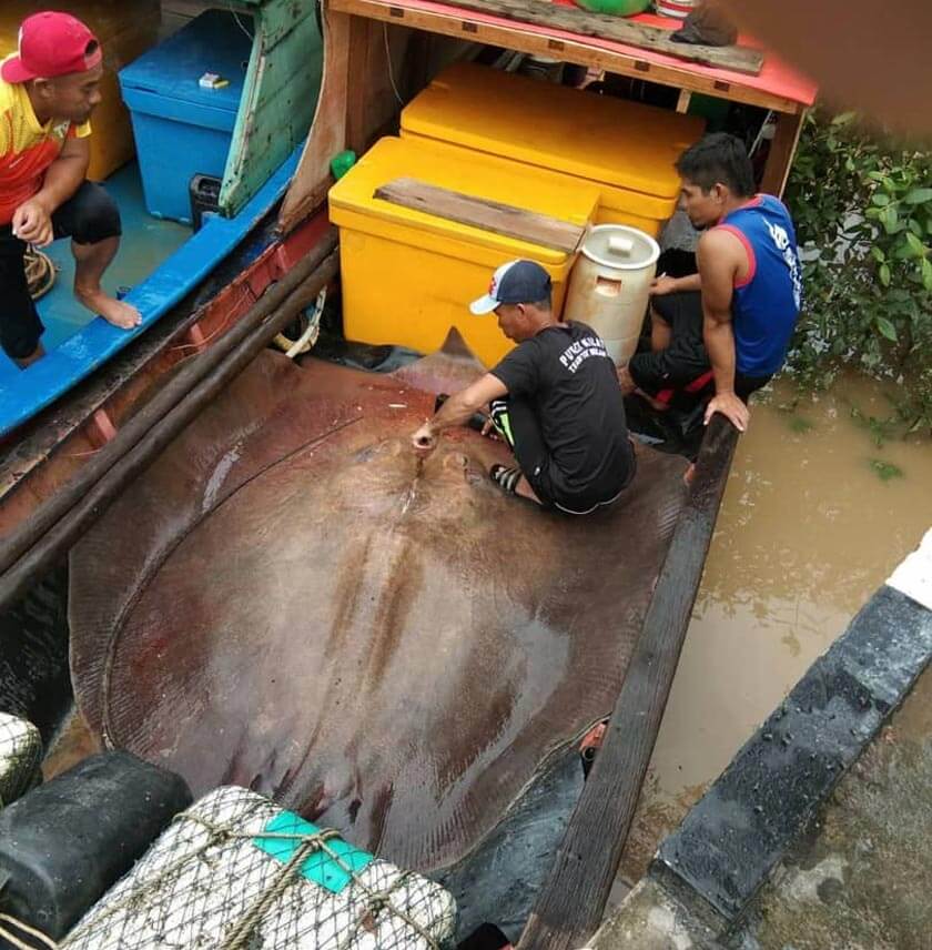Tangkap Pari Gergasi 280 Kilo, Rezeki Ramadan Buat Nelayan Di Lundu Ini