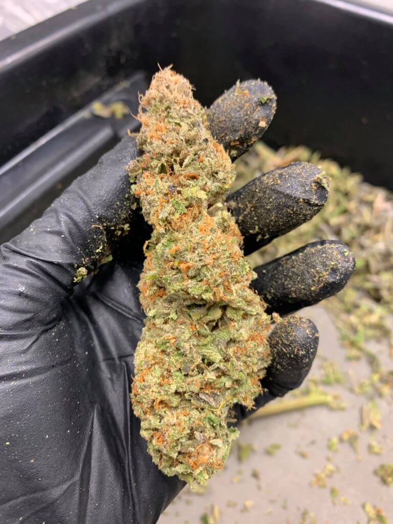 Gadis Sabah Ini Kongsi Pengalaman Jadi 'Quality Control' Produk Ganja Di Amerika 15 Gadis Sabah Ini Kongsi Pengalaman Jadi 'Quality Control' Produk Ganja Di Amerika