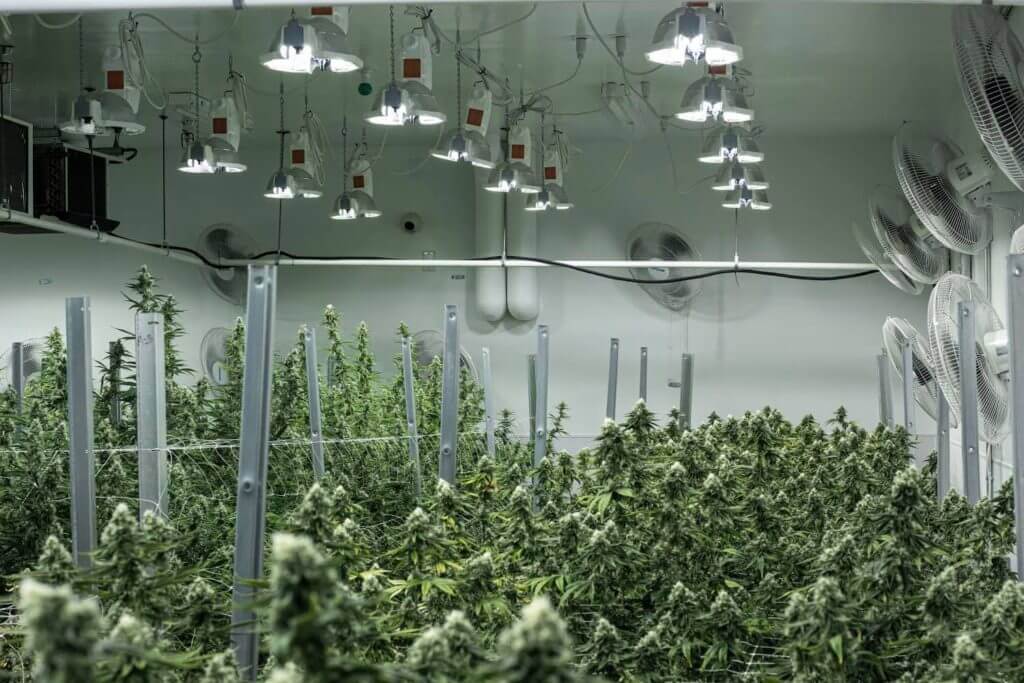 Gadis Sabah Ini Kongsi Pengalaman Jadi 'Quality Control' Produk Ganja Di Amerika 7 Gadis Sabah Ini Kongsi Pengalaman Jadi 'Quality Control' Produk Ganja Di Amerika