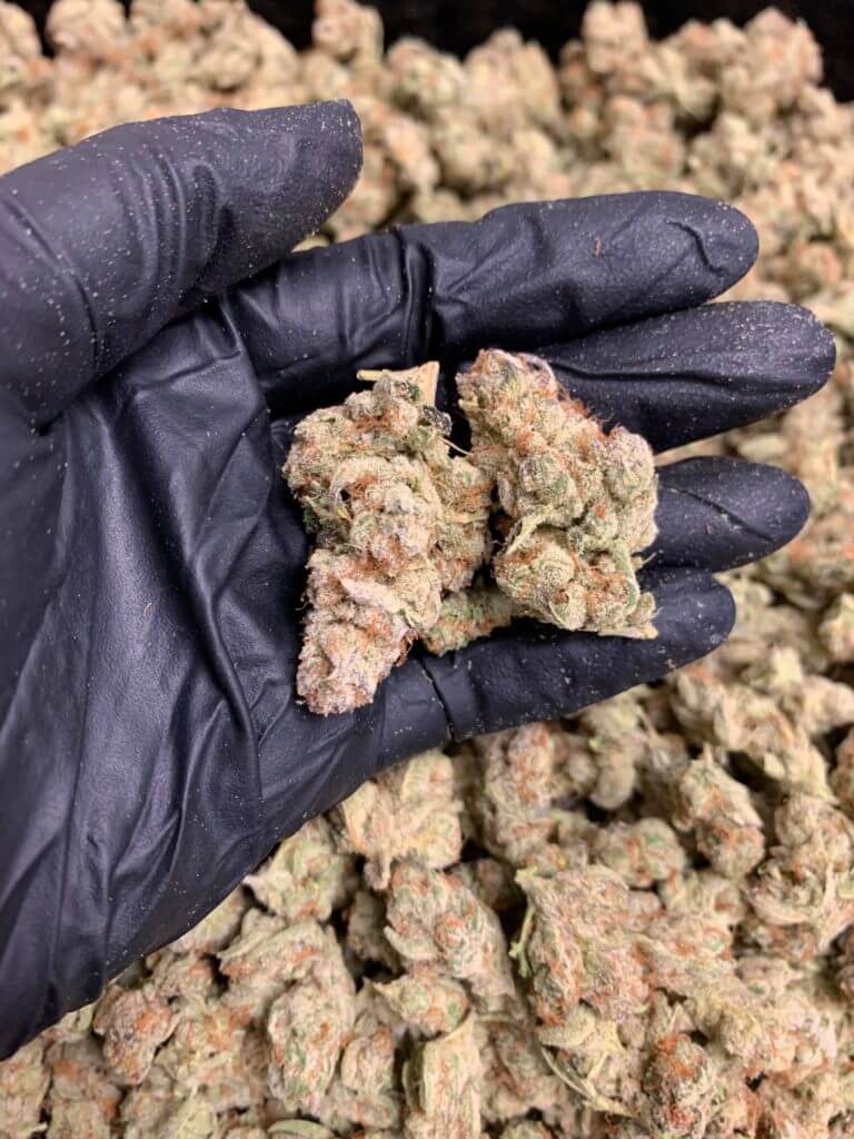 Gadis Sabah Ini Kongsi Pengalaman Jadi 'Quality Control' Produk Ganja Di Amerika 14 96233053 2849114141874346 4110723408138862592 o Gadis Sabah Ini Kongsi Pengalaman Jadi 'Quality Control' Produk Ganja Di Amerika