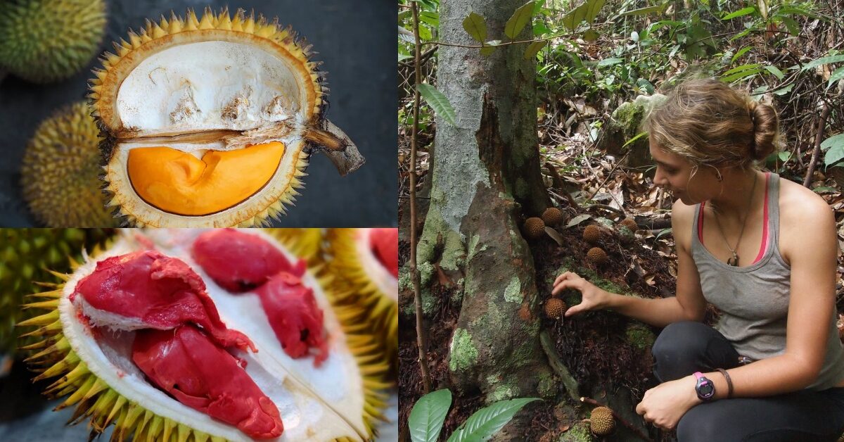 Keunikannya Digemari Ramai, Kenali 4 Jenis Durian Hutan Di Borneo