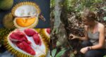Keunikannya Digemari Ramai, Kenali 4 Jenis Durian Hutan Di Borneo