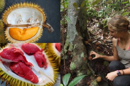 Keunikannya Digemari Ramai, Kenali 4 Jenis Durian Hutan Di Borneo