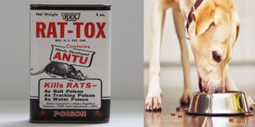 Bangga Membunuh Anjing, Wanita Ini Dikecam Netizen