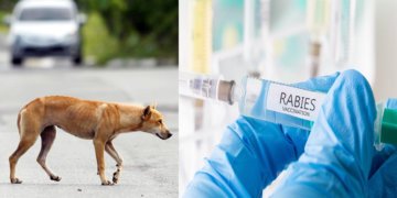 Rabies Kembali Lagi, Anjing Yang Gigit Budak Lelaki Disahkan Positif