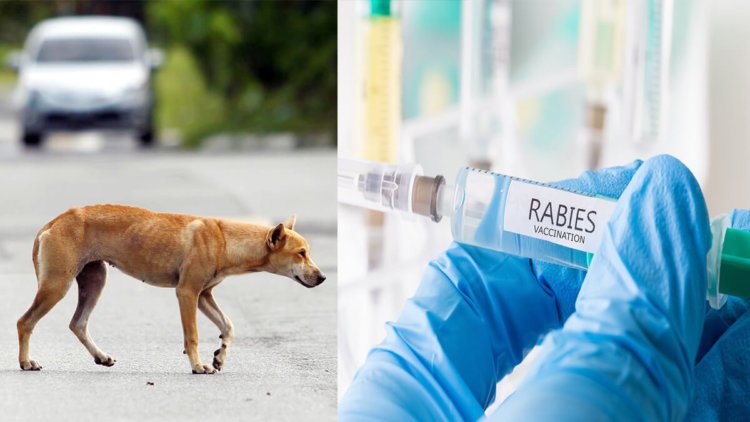 Rabies Kembali Lagi, Anjing Yang Gigit Budak Lelaki Disahkan Positif