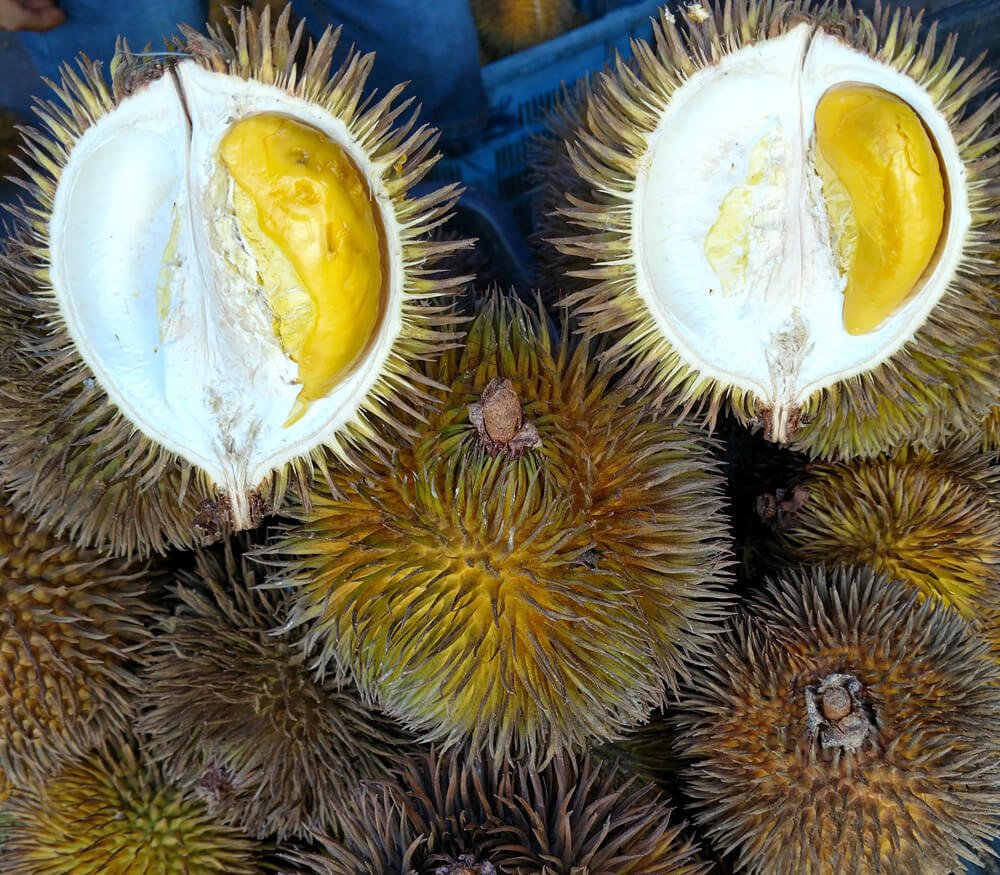 Keunikannya Digemari Ramai, Kenali 4 Jenis Durian Hutan Di Borneo