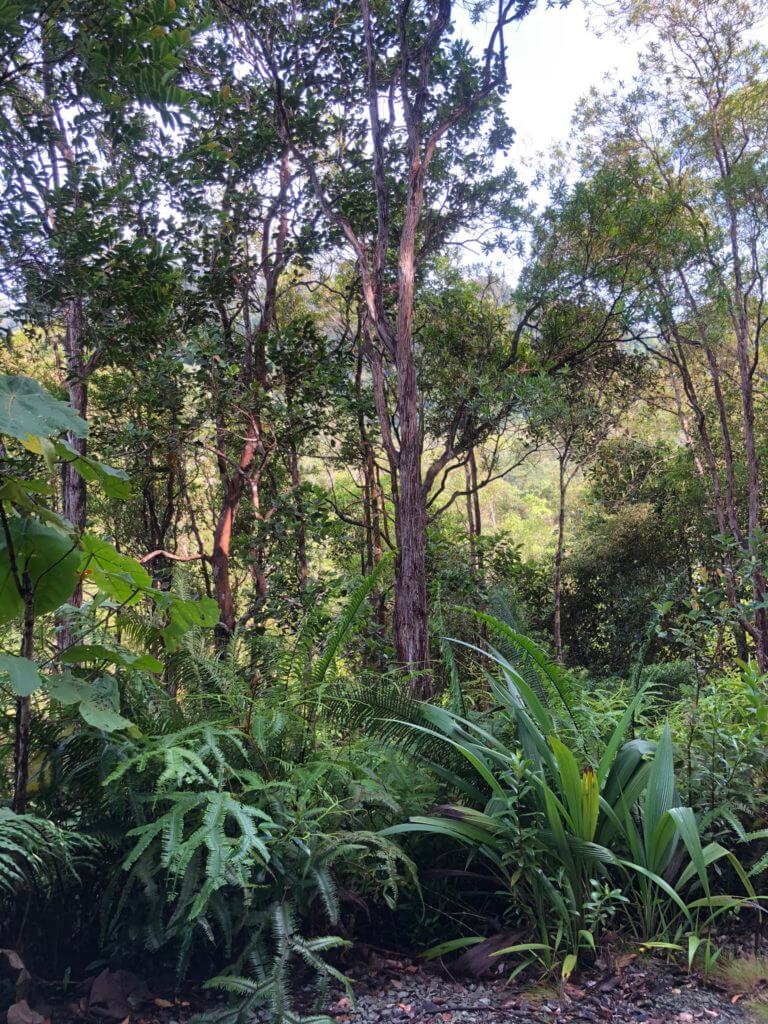 Gunung Matang, Lokasi Terbaru Untuk Hiking Santai Sambil Lihat Kuil Ala Batu Caves
