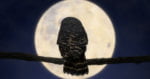 Kaleng Buran, Kisah Legenda Lelaki Bidayuh Yang Bertukar Hodoh Apabila Bulan Tidak Mengambang
