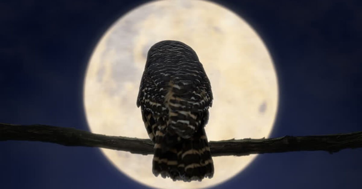 Kaleng Buran, Kisah Legenda Lelaki Bidayuh Yang Bertukar Hodoh Apabila Bulan Tidak Mengambang