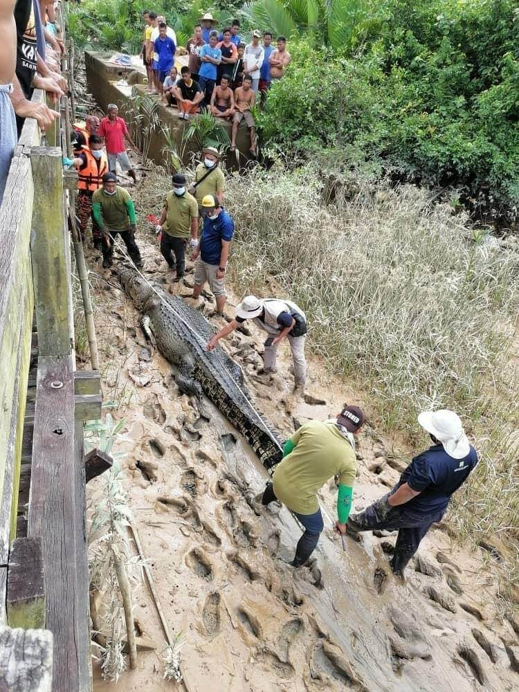 Buaya 4.7 Meter Baham Budak 14 Tahun Di Sarawak Berjaya Ditumpas, Bedah Siasat Temui Baju Mangsa 7 Buaya 4.7 Meter Baham Budak 14 Tahun Di Sarawak Berjaya Ditumpas, Bedah Siasat Temui Baju Mangsa