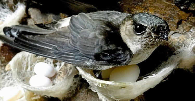 Cara Ternak Burung Walet Untuk Pemula