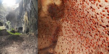 Gua Gomantong Di Sabah, Tempat Populasi Lipas Terbanyak Di Dunia