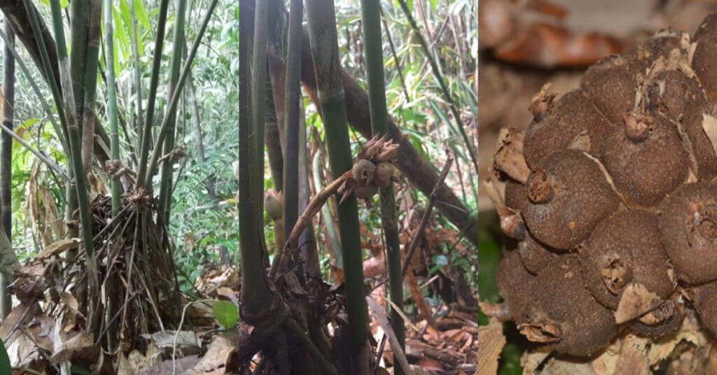 Cerita Di Sebalik Banjaran Bengoh, Hidden Gem Umpama Jurassic World Di Sarawak