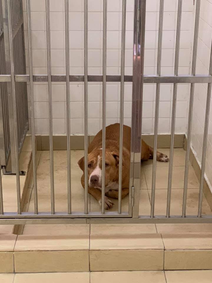 Anjing Pitbull Gigit Wanita Hingga Parah, Netizen Gesa Pemilik Anjing Didenda