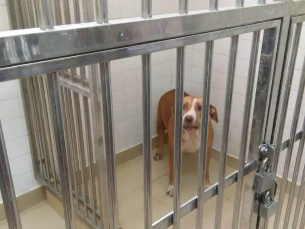 Anjing Pitbull Gigit Wanita Hingga Parah, Netizen Gesa Pemilik Anjing Didenda