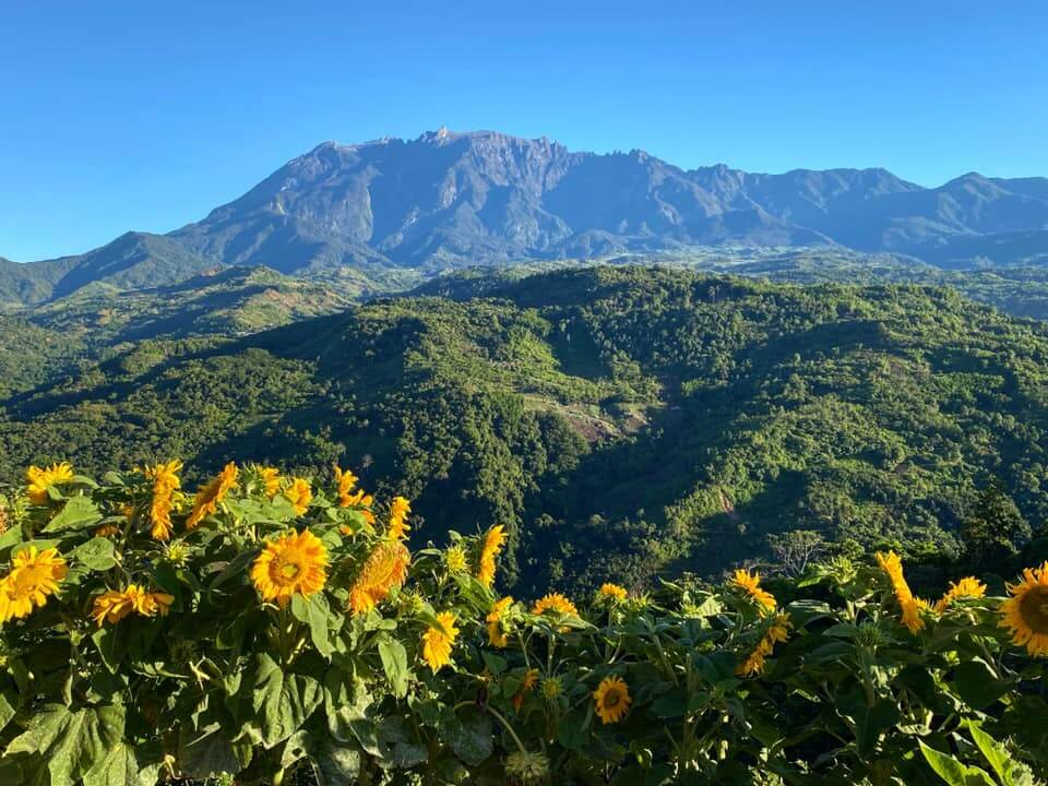 Lihat Pemandangan 2-In-1 Sunrise Dan Bunga Matahari Atas Bukit Kimondou, Sabah 9 117402747 1690948784392001 7909562196703778624 n Lihat Pemandangan 2-In-1 Sunrise Dan Bunga Matahari Atas Bukit Kimondou, Sabah