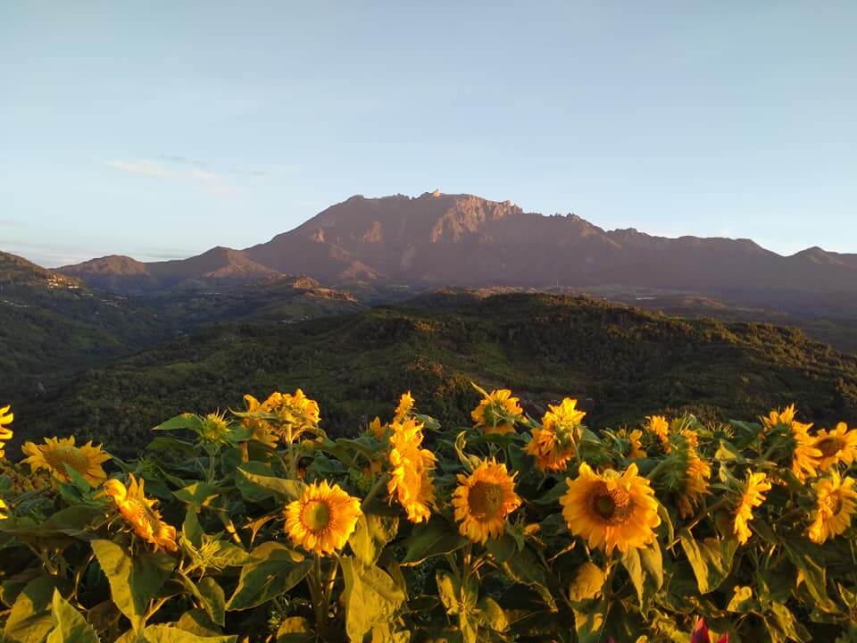 Lihat Pemandangan 2-In-1 Sunrise Dan Bunga Matahari Atas Bukit Kimondou, Sabah