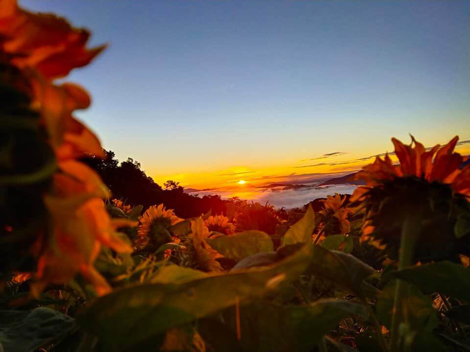 Lihat Pemandangan 2-In-1 Sunrise Dan Bunga Matahari Atas Bukit Kimondou, Sabah