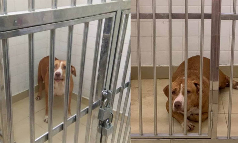 Anjing Pitbull Gigit Wanita Hingga Parah, Netizen Gesa Pemilik Anjing Didenda