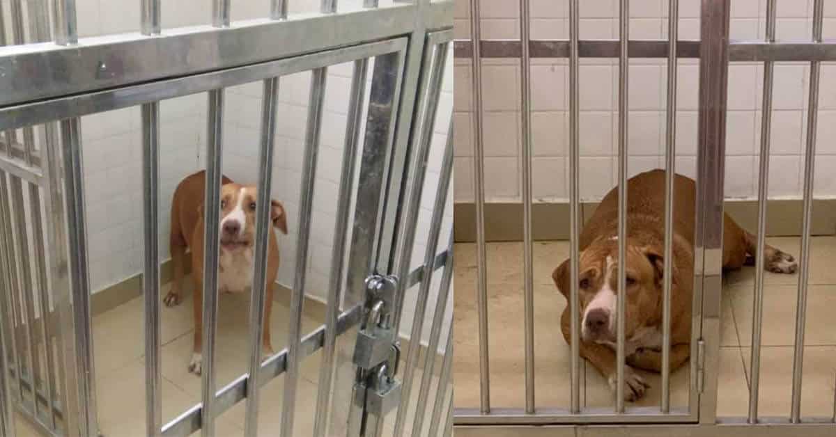 Anjing Pitbull Gigit Wanita Hingga Parah, Netizen Gesa Pemilik Anjing Didenda
