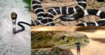Ketahui Jenis Ular Berbisa Sering Ditemui Di Malaysia