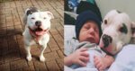Ini 5 Salah Faham Tentang Anjing Pit Bull