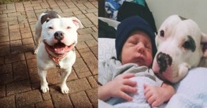 Ini 5 Salah Faham Tentang Anjing Pit Bull