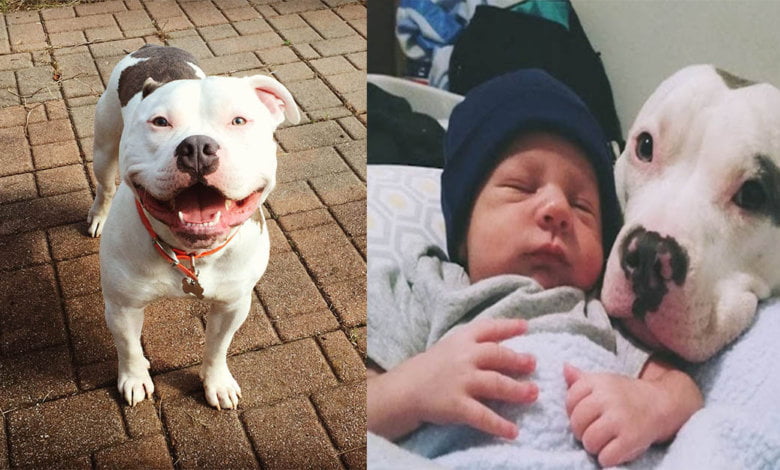 Ini 5 Salah Faham Tentang Anjing Pit Bull