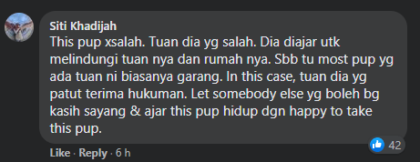 Anjing Pitbull Gigit Wanita Hingga Parah, Netizen Gesa Pemilik Anjing Didenda