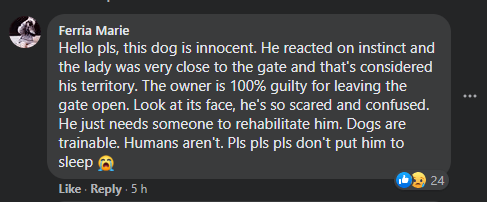 Anjing Pitbull Gigit Wanita Hingga Parah, Netizen Gesa Pemilik Anjing Didenda