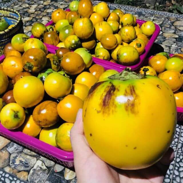 Kenali 4 Jenis Buah Rare Yang Hanya Boleh Anda Temui Di Sarawak