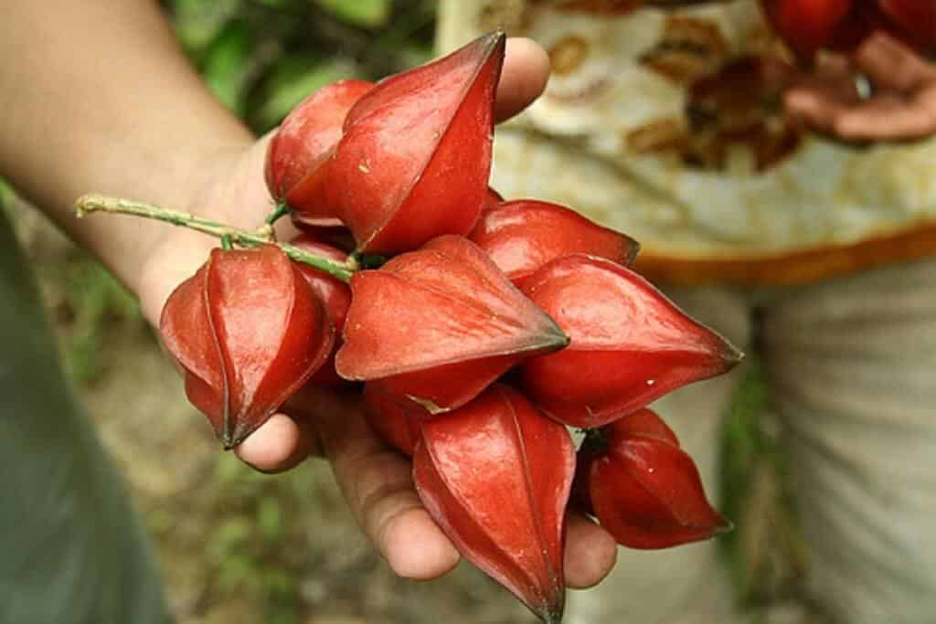 Kenali 4 Jenis Buah Rare Yang Hanya Boleh Anda Temui Di ...