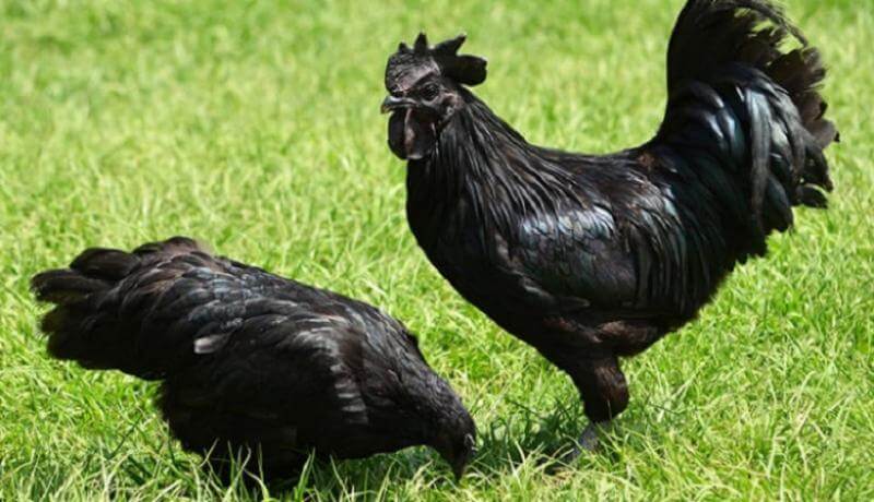 5 Makanan Termahal Yang Boleh Didapati Di Malaysia