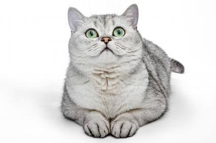 242119 425x283 british shorthair cat looking up Lima Baka Kucing Paling Comel Yang Pasti Membuatkan Anda Cair