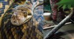 Ular Sawa Batik Panjang 14 Kaki, Berjaya Ditangkap Balai Bomba Limbang