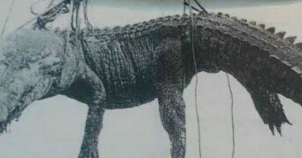 Kenali Buaya Raksasa Bujang Belawai Yang Turut Digelar Raja Melanau
