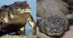 crocodile Kenali Buaya Raksaksa Bujang Belawai Yang Turut Digelar Raja Melanau