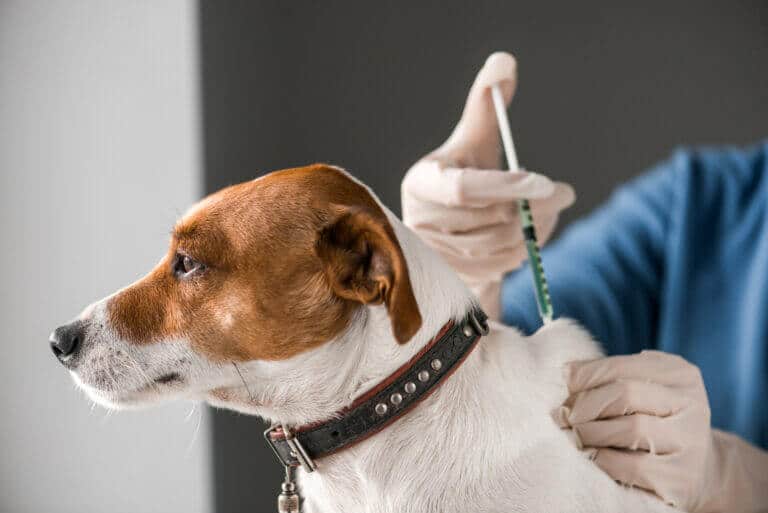 dog getting jabs 768x513 1 Dapatkan Vaksin Anti-Rabies Secara Percuma Mulai Hari Ini Di Limbang