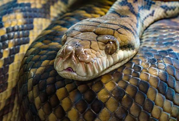 ular sawa Ular Sawa Batik Panjang 14 Kaki, Berjaya Ditangkap Balai Bomba Limbang