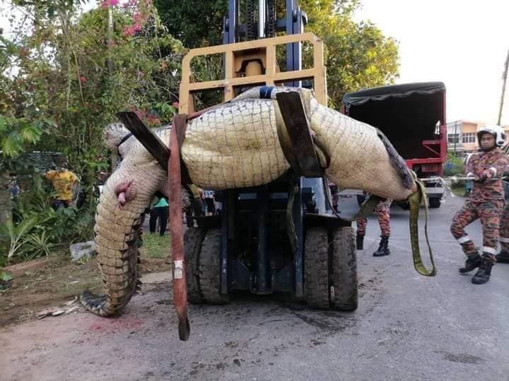 Buaya Seberat 800kg Dijumpai Di Belakang Sekolah Rendah Terpaksa Dimatikan Akibat Cedera Parah. kredit gambar:@inforoadblockjpjpolis