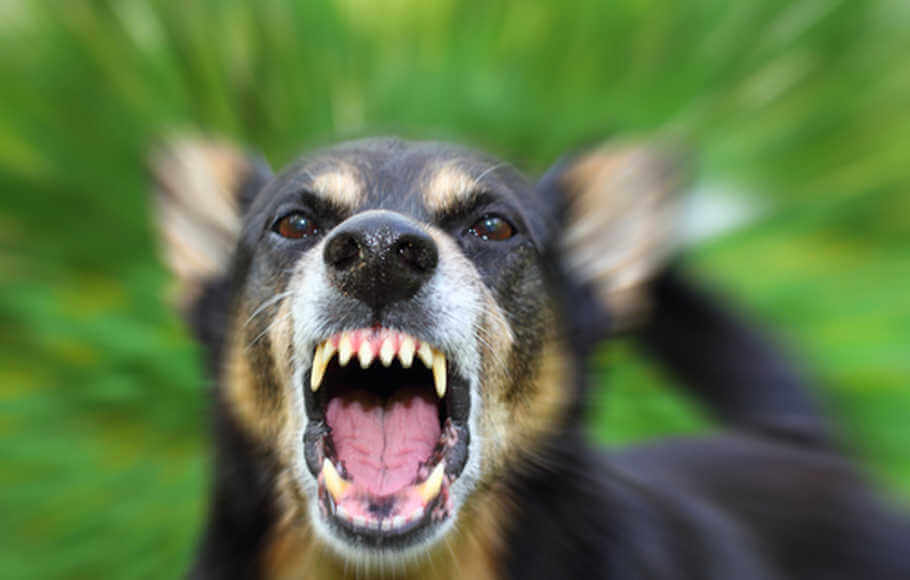 Kanak-Kanak Berusia Tiga Tahun Parah Di Kepala Diserang Anjing Jiran