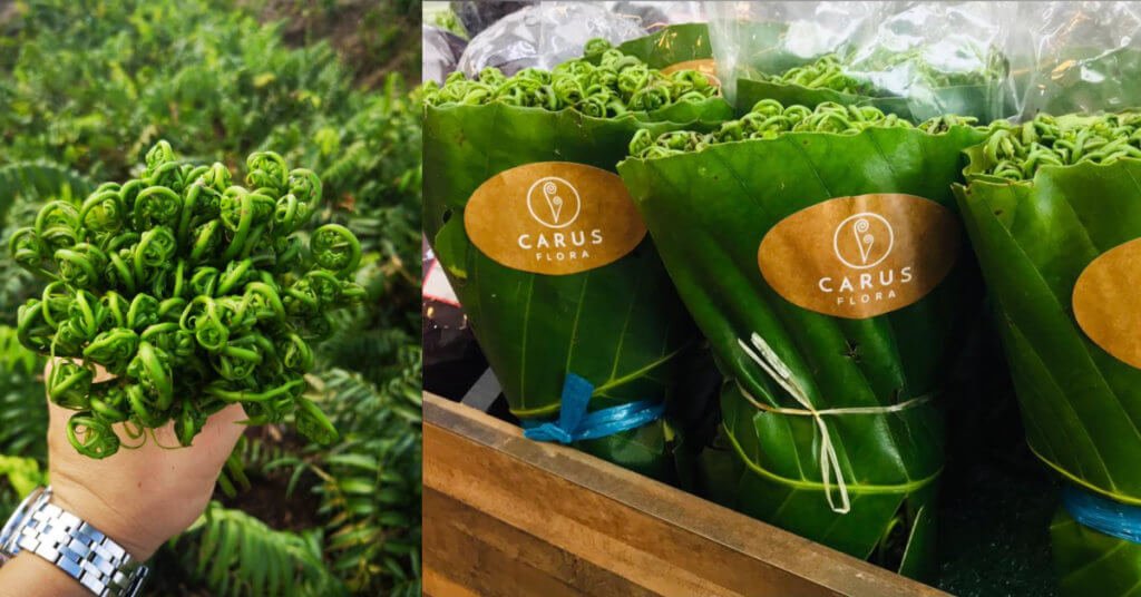 Sayur Midin Laku Keras Di Singapura Sehingga Pesanan Borong Terpaksa Ditutup Sementara